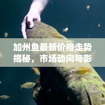加州鱼最新价格走势揭秘，市场动向与影响因素分析