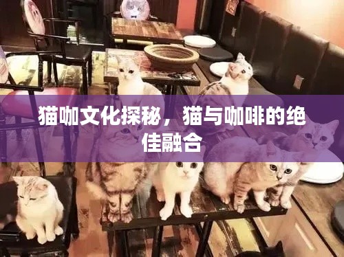 猫咖文化探秘，猫与咖啡的绝佳融合