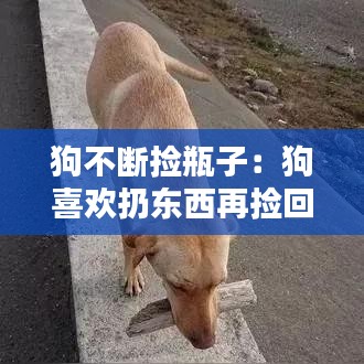 狗不断捡瓶子：狗喜欢扔东西再捡回来 