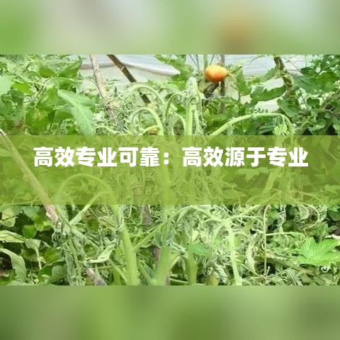 高效专业可靠：高效源于专业 