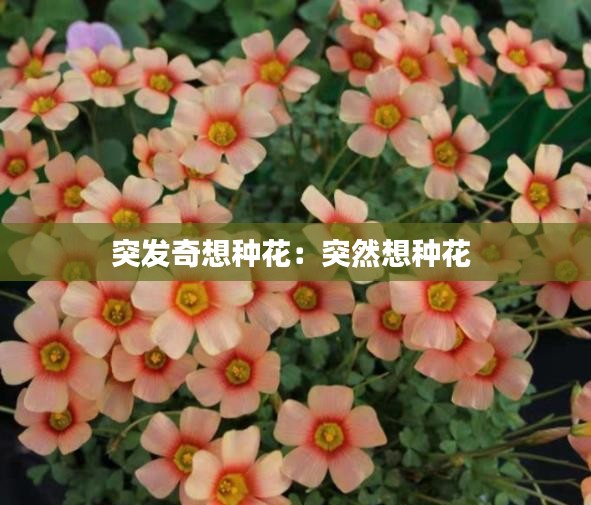 突发奇想种花：突然想种花 