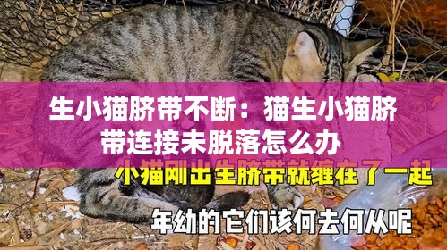 生小猫脐带不断：猫生小猫脐带连接未脱落怎么办 