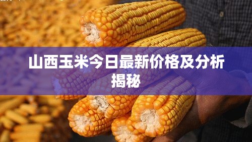 山西玉米今日最新价格及分析揭秘