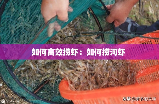 如何高效捞虾：如何捞河虾 
