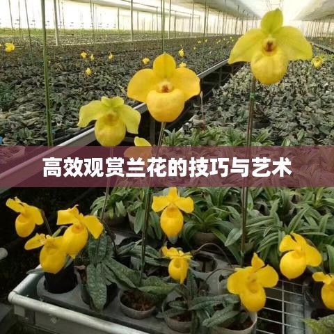 高效观赏兰花的技巧与艺术