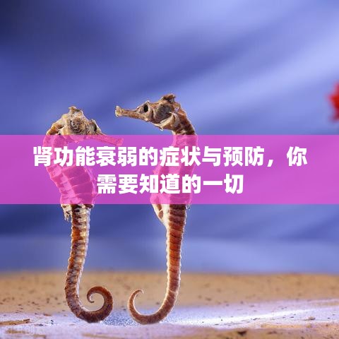 肾功能衰弱的症状与预防，你需要知道的一切