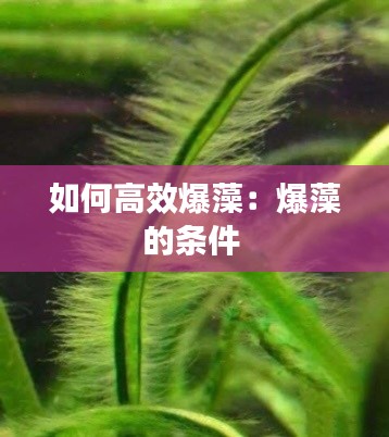 如何高效爆藻：爆藻的条件 