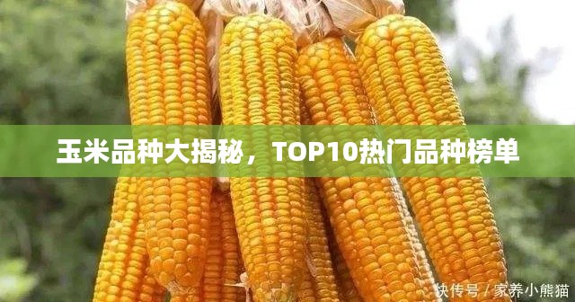 玉米品种大揭秘，TOP10热门品种榜单