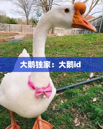 大鹅独家：大鹅id 