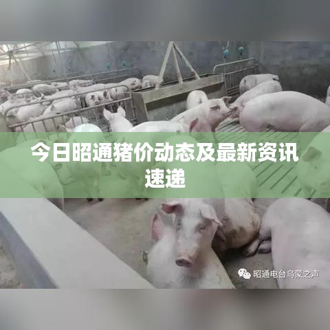 今日昭通猪价动态及最新资讯速递