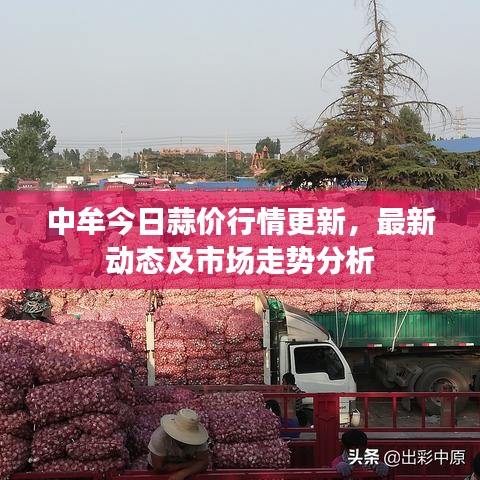 中牟今日蒜价行情更新，最新动态及市场走势分析