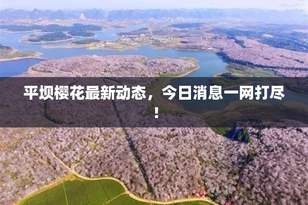 平坝樱花最新动态，今日消息一网打尽！