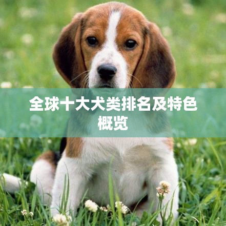 全球十大犬类排名及特色概览