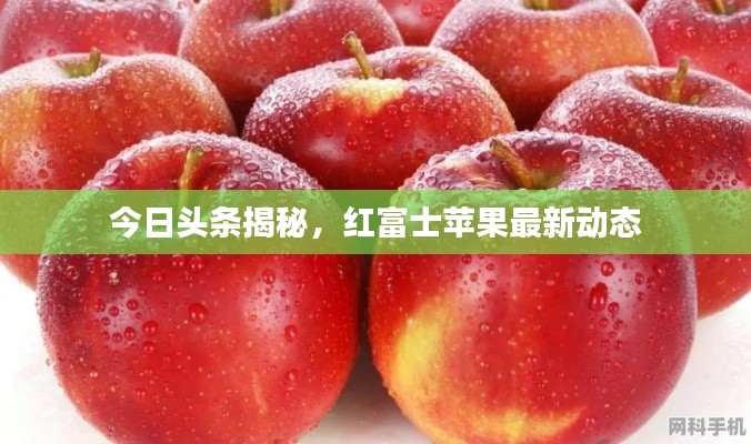 今日头条揭秘，红富士苹果最新动态