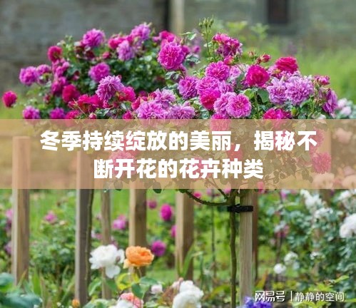 冬季持续绽放的美丽，揭秘不断开花的花卉种类