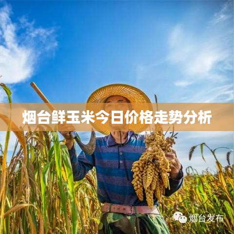 烟台鲜玉米今日价格走势分析