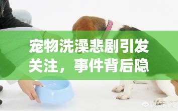 宠物洗澡悲剧引发关注，事件背后隐藏哪些深思？