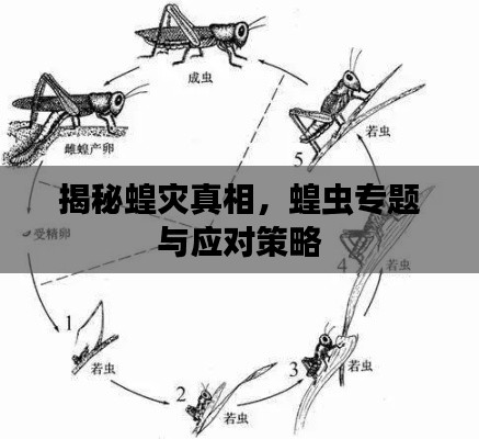 揭秘蝗灾真相，蝗虫专题与应对策略