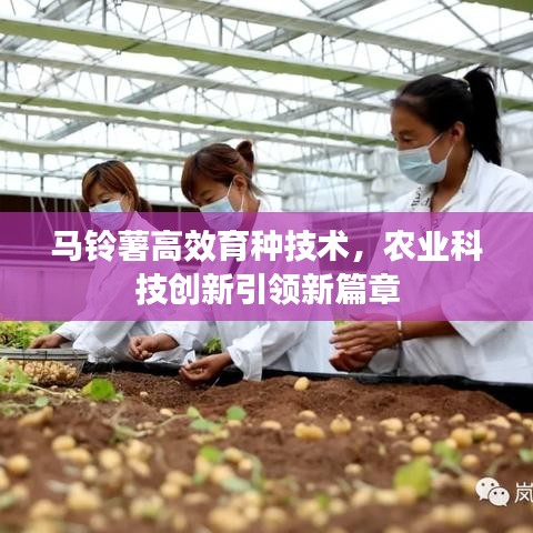 马铃薯高效育种技术，农业科技创新引领新篇章