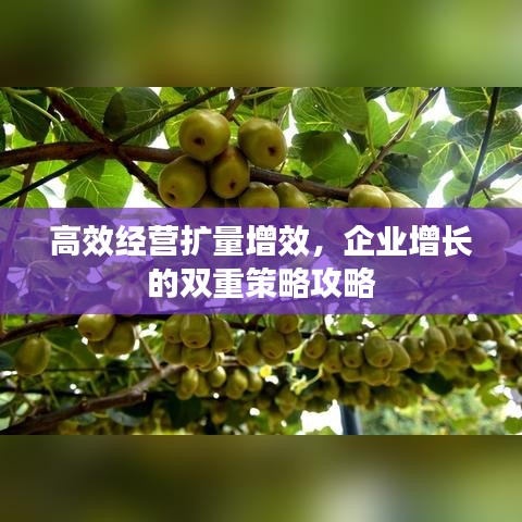 高效经营扩量增效，企业增长的双重策略攻略