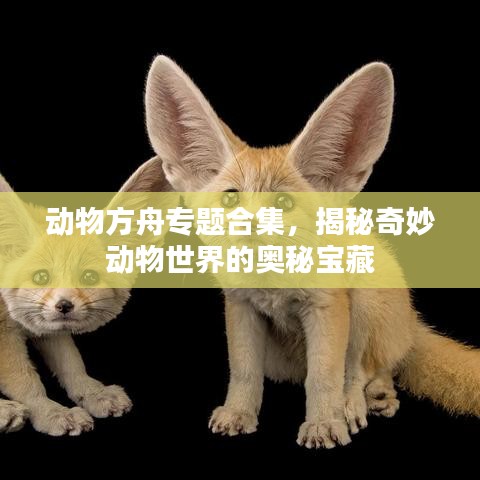 动物方舟专题合集，揭秘奇妙动物世界的奥秘宝藏