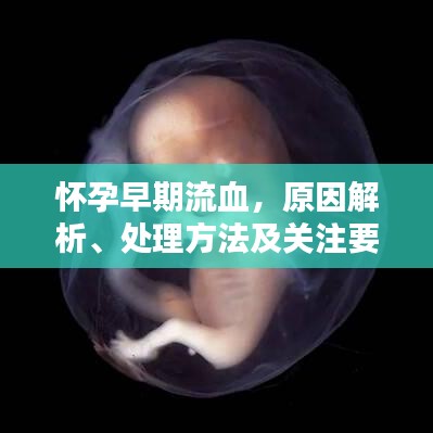 怀孕早期流血，原因解析、处理方法及关注要点