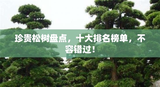 珍贵松树盘点，十大排名榜单，不容错过！