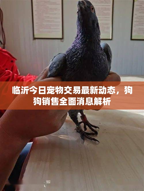 临沂今日宠物交易最新动态，狗狗销售全面消息解析