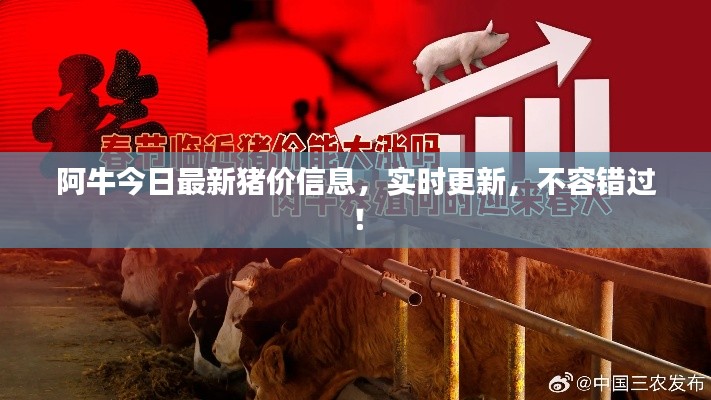 阿牛今日最新猪价信息，实时更新，不容错过！