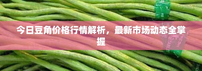 今日豆角价格行情解析，最新市场动态全掌握