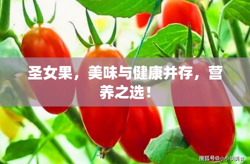 圣女果，美味与健康并存，营养之选！