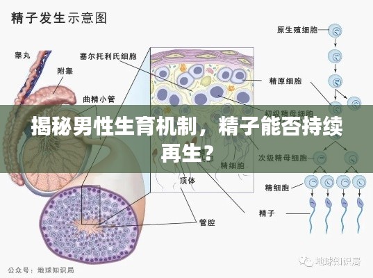 揭秘男性生育机制，精子能否持续再生？