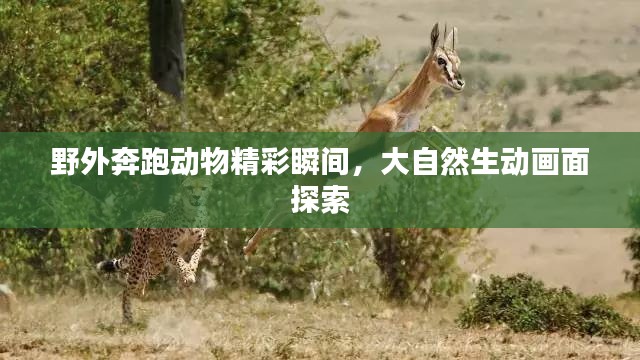 野外奔跑动物精彩瞬间，大自然生动画面探索