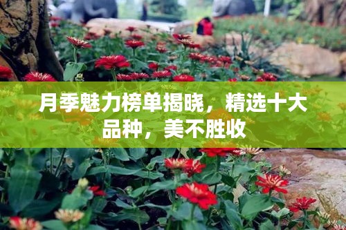 月季魅力榜单揭晓，精选十大品种，美不胜收