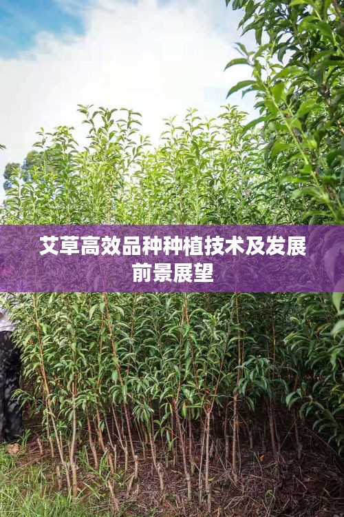 艾草高效品种种植技术及发展前景展望