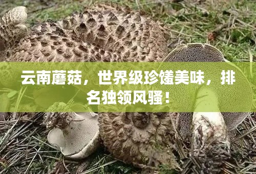 云南蘑菇，世界级珍馐美味，排名独领风骚！