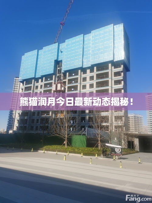 熊猫润月今日最新动态揭秘！