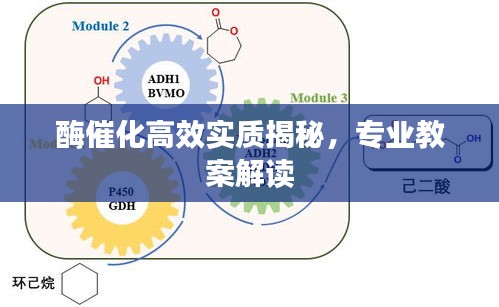 酶催化高效实质揭秘，专业教案解读