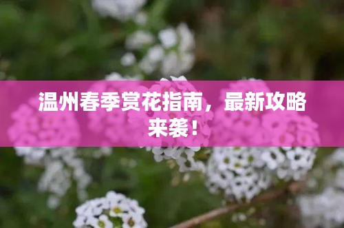 温州春季赏花指南，最新攻略来袭！