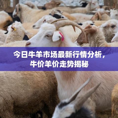 今日牛羊市场最新行情分析，牛价羊价走势揭秘