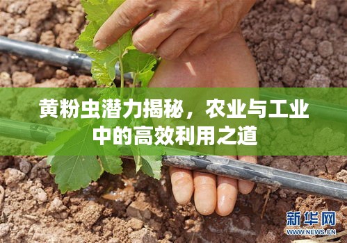 黄粉虫潜力揭秘，农业与工业中的高效利用之道