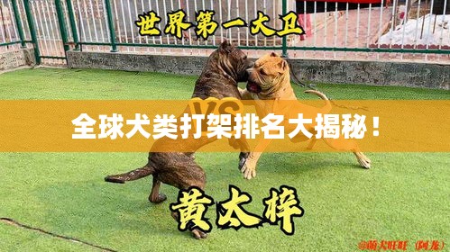 全球犬类打架排名大揭秘！
