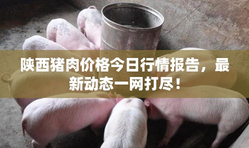 陕西猪肉价格今日行情报告，最新动态一网打尽！