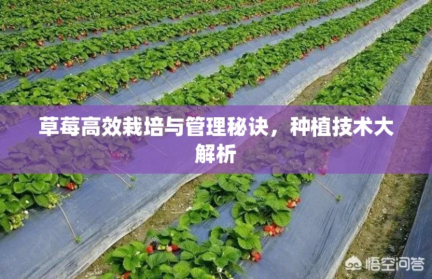 草莓高效栽培与管理秘诀，种植技术大解析