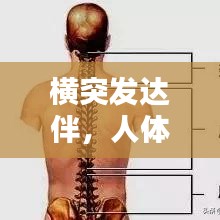 横突发达伴，人体骨骼独特结构的奥秘揭秘