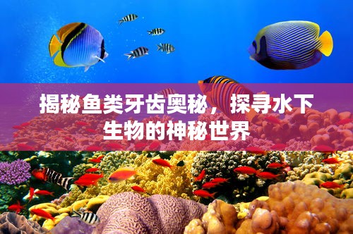 揭秘鱼类牙齿奥秘，探寻水下生物的神秘世界