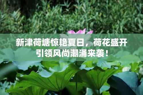 新津荷塘惊艳夏日，荷花盛开引领风尚潮涌来袭！