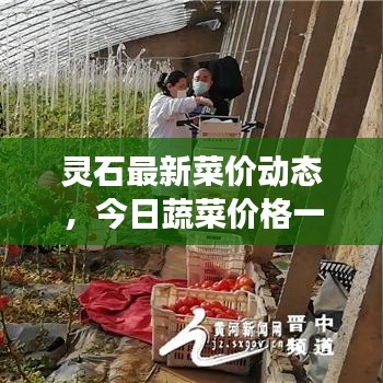 灵石最新菜价动态，今日蔬菜价格一览表，洞悉市场变化