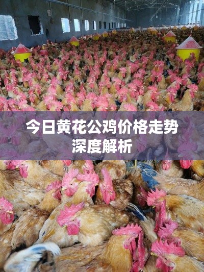 今日黄花公鸡价格走势深度解析