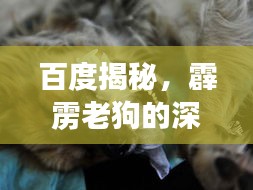 百度揭秘，霹雳老狗的深度探索与不为人知的秘密